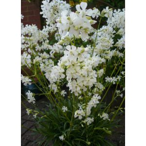 Lychnis viscaria Snow Cloud - Szurokszegfű