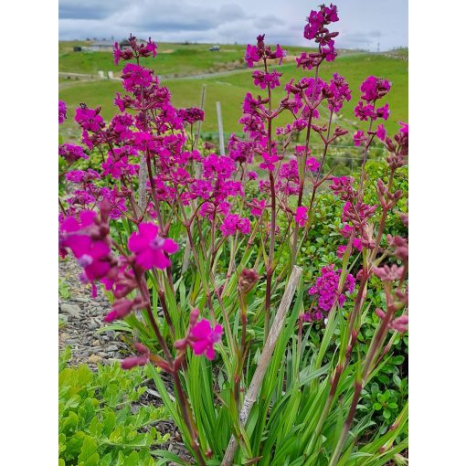 Lychnis viscaria Splendens - Szurokszegfű