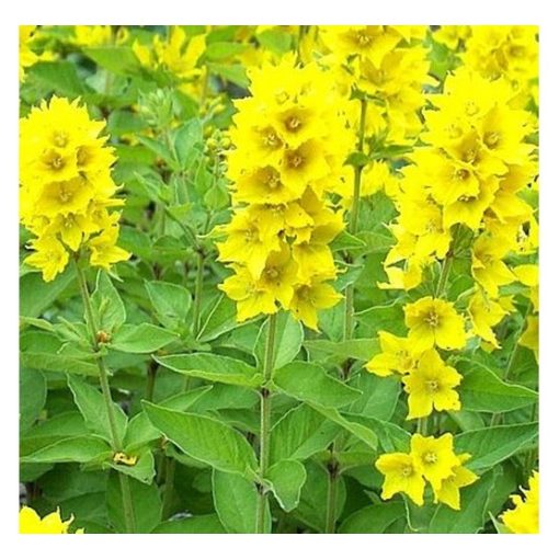 Lysimachia punctata Hometown Hero - Pettyegetett lizinka