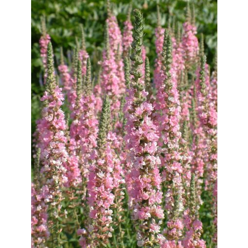 Lythrum salicaria Blush - Réti füzény