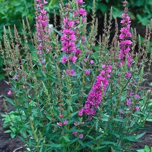 Lythrum salicaria Morden Pink - Réti füzény