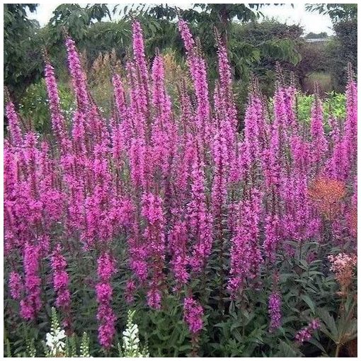 Lythrum salicaria Rosy Gem - Réti füzény