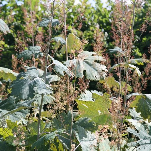 Macleaya microcarpa Kelways Coral Plume - Mákkóró