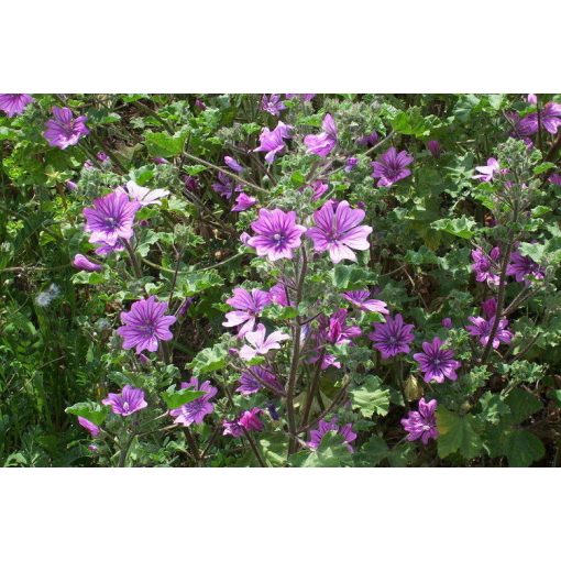 Malva sylvestris - Erdei mályva