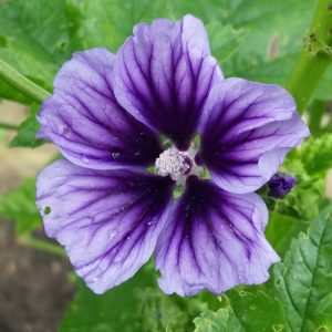 Malva sylvestris Blue Fountain - Erdei mályva