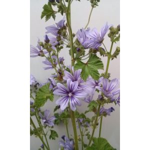 Malva sylvestris Marina - Erdei mályva