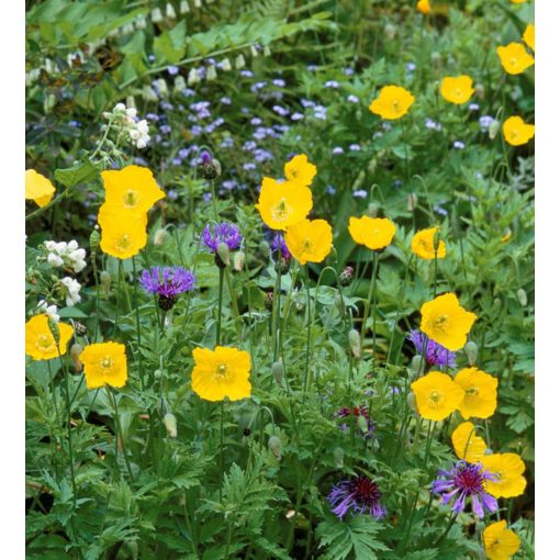 Meconopsis cambrica - Walesi mák