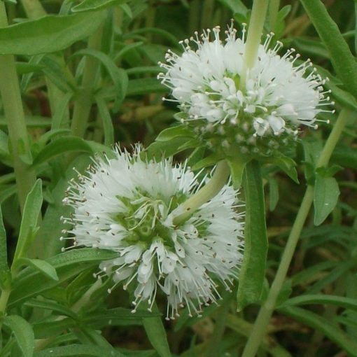 Mentha cervina Alba - Menta