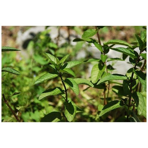 Mentha piperita - Borsmenta