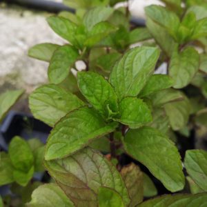 Mentha rotundifolia Eau de Cologne - Egyiptomi menta