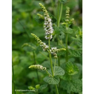 Mentha suaveolens - Almamenta