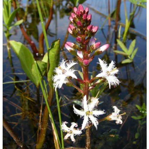 Menyanthes trifoliata - Vidrafű