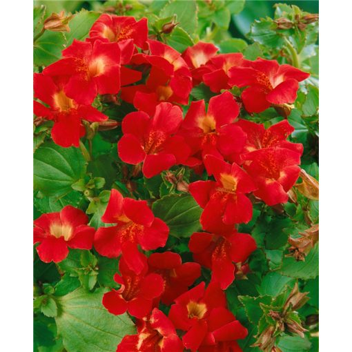 Mimulus Bonfire Red - Bohócvirág