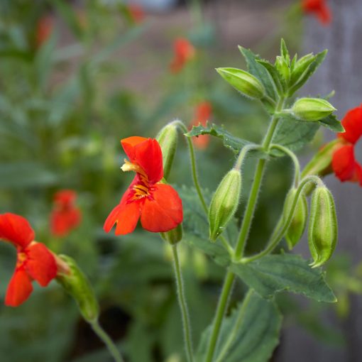 Mimulus cardinalis - Bohócvirág