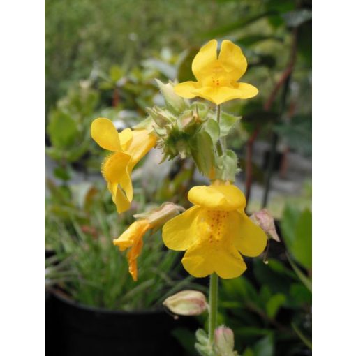 Mimulus guttatus - Bohócvirág