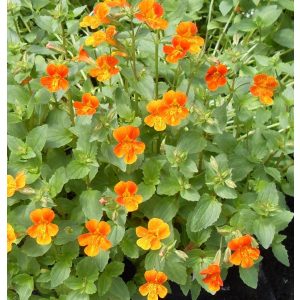 Mimulus Orange Glow - Bohócvirág