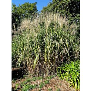 Miscanthus floridulus - Csendes-óceáni ezüstfű