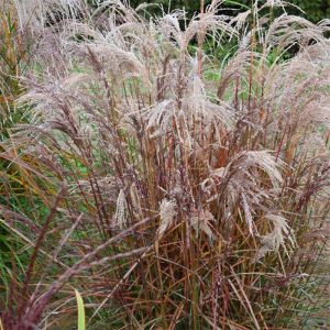 Miscanthus sinensis Aperitiv - Japánfű