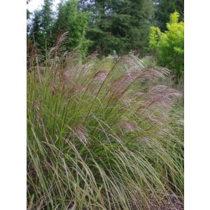 Miscanthus sinensis Beth Chatto - Japánfű