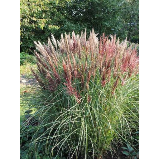 Miscanthus sinensis Dreadlocks - Japánfű