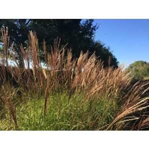 Miscanthus sinensis Emmanuel Lepage - Japánfű