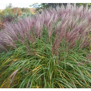 Miscanthus sinensis Flamingo - Japánfű