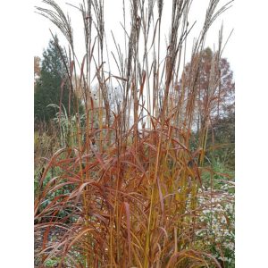 Miscanthus sinensis Ghana - Japánfű