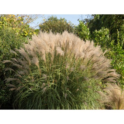 Miscanthus sinensis Gracillimus - Japánfű