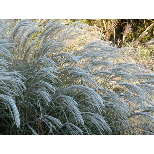 Miscanthus sinensis Hermann Mussel - Japánfű