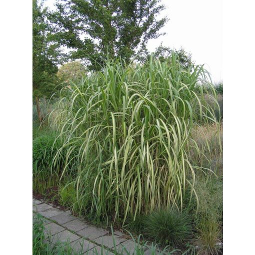 Miscanthus sinensis Jubilar - Japánfű