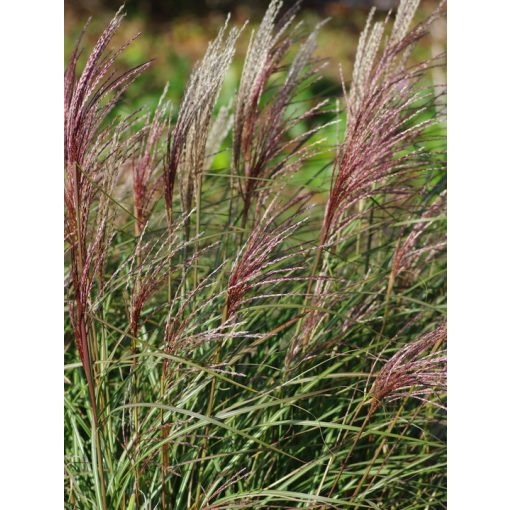 Miscanthus sinensis Krater - Japánfű