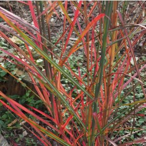 Miscanthus sinensis Neil Lucas - Japánfű