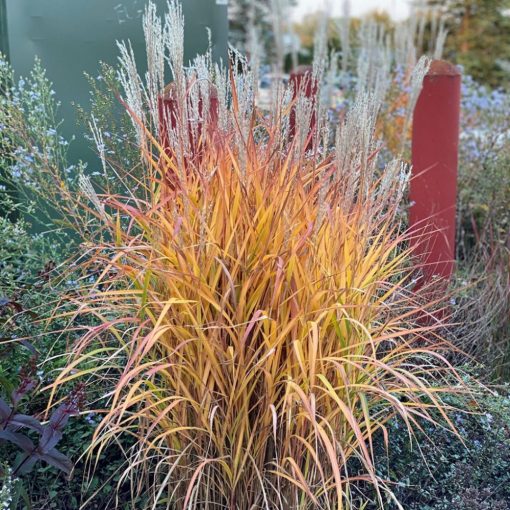 Miscanthus sinensis purpurascens - Japánfű