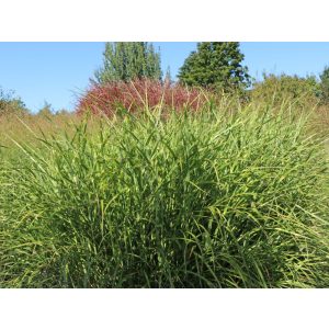 Miscanthus sinensis Pünktchen - Japánfű