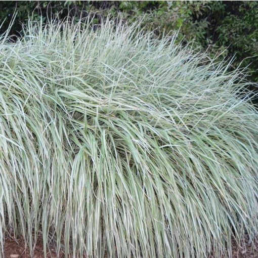 Miscanthus sinensis Rigoletto - Japánfű