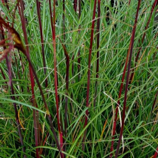 Miscanthus sinensis Serengeti - Japánfű