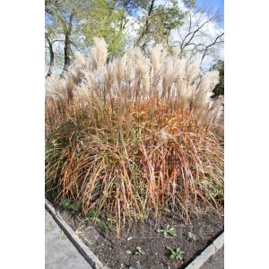 Miscanthus sinensis Sirene - Japánfű