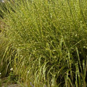 Miscanthus sinensis Strictus - Japánfű