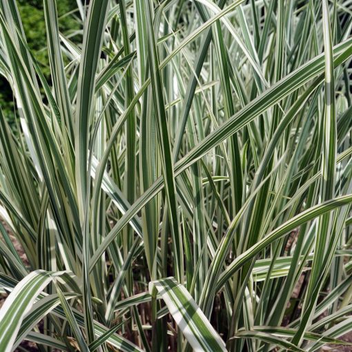 Miscanthus sinensis Variegatus - Japánfű