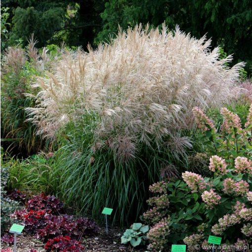 Miscanthus sinensis Verneigung - Japánfű