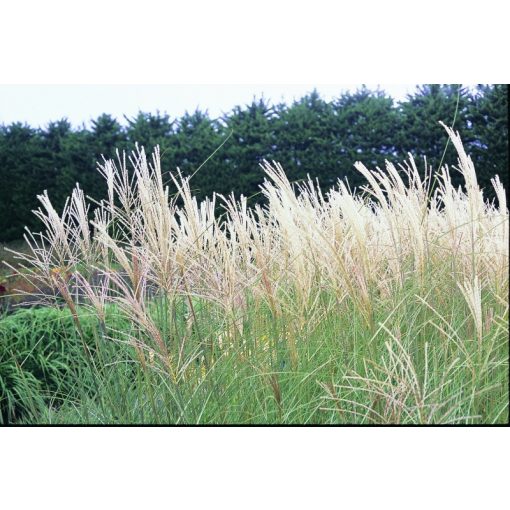 Miscanthus sinensis Yaku Jima - Japánfű