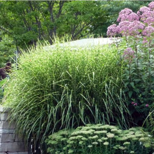 Miscanthus sinensis Zebrinus - Japánfű