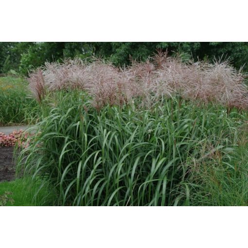 Miscanthus sinensis Ards Angel - Japánfű