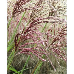 Miscanthus sinensis Pink Cloud (EMPMIS02PBR) - Japánfű