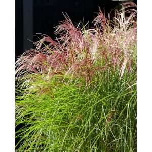 Miscanthus sinensis Red Cloud (EMPMIS01PBR) - Japánfű