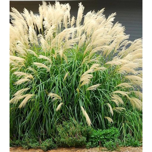 Miscanthus transmorissonensis - Japánfű