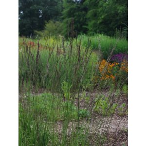 Molinia arundinacea Black Arrows - Magas kékperje