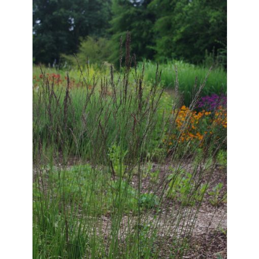 Molinia arundinacea Black Arrows - Magas kékperje