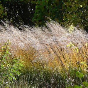 Molinia arundinacea Windsäule - Magas kékperje