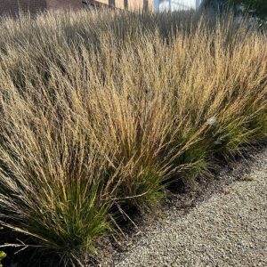 Molinia caerulea Moorflamme - Nyugati kékperje